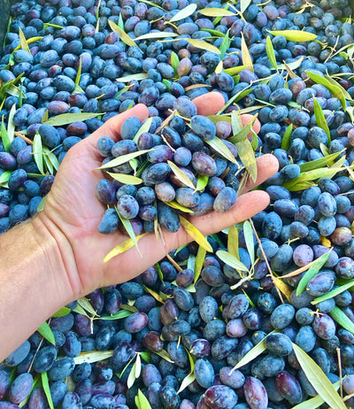 When is an olive ready to pick?