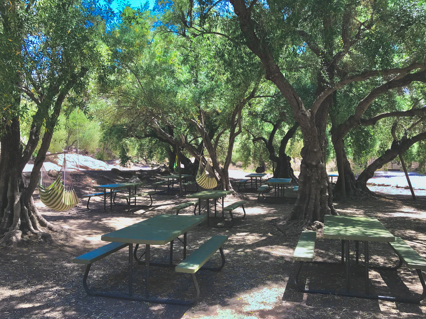 Enjoy a picnic  in our two hundred year old olive grove