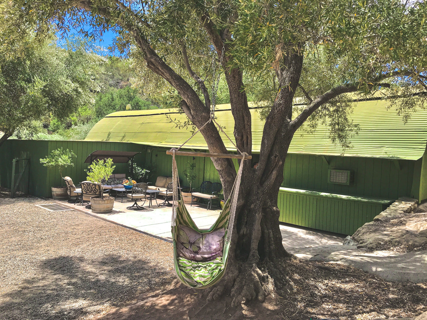 Hammock hanging in olive tree at Ojai Olive Oil Tasting Room 